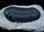 / Inch Prone Phacops Speculator Trilobite #2264-2